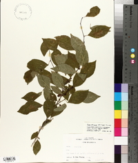 Ilex ambigua image