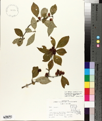 Ilex ambigua image