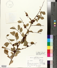 Ilex ambigua image