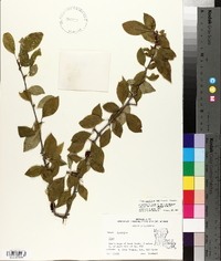 Ilex ambigua image