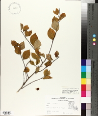 Ilex ambigua image