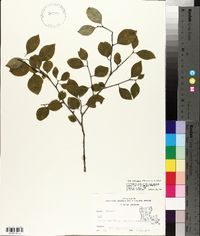 Ilex ambigua image