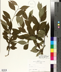 Ilex ambigua image