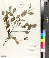 Ilex ambigua image