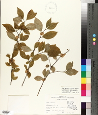 Ilex ambigua image