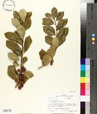 Ilex cornuta image