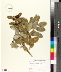 Ilex cornuta image