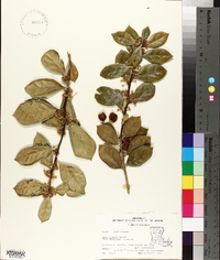 Ilex cornuta image