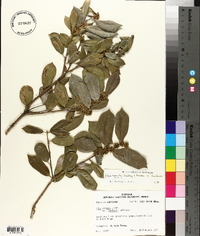 Ilex cornuta image