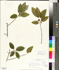 Ilex amelanchier image