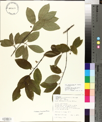 Ilex amelanchier image