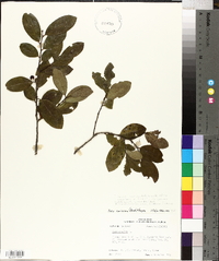 Ilex coriacea image