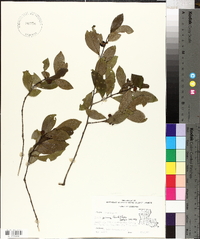 Ilex coriacea image