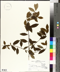 Ilex coriacea image