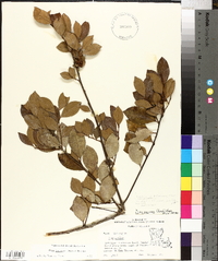 Ilex coriacea image