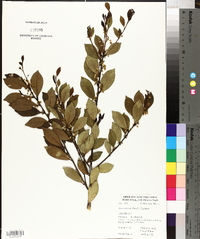 Ilex coriacea image