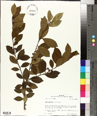 Ilex coriacea image