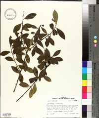 Ilex coriacea image