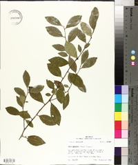 Ilex coriacea image