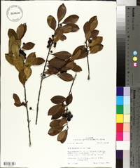 Ilex coriacea image