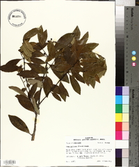 Ilex coriacea image