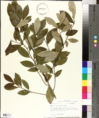 Ilex coriacea image