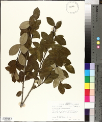 Ilex coriacea image