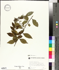 Ilex coriacea image