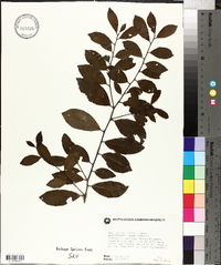 Ilex coriacea image