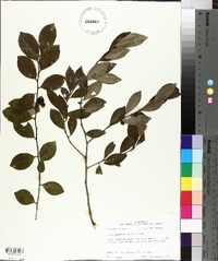 Ilex coriacea image