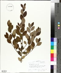 Ilex coriacea image