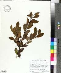 Ilex coriacea image