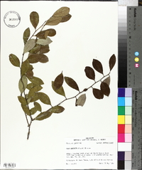 Ilex coriacea image