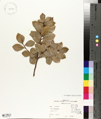 Ilex cornuta image