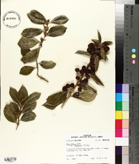 Ilex cornuta image