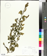 Ilex decidua var. curtissii image