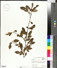 Ilex decidua var. decidua image