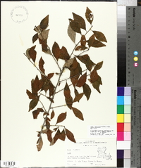 Ilex decidua var. decidua image