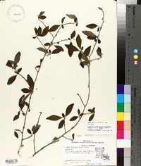 Ilex decidua var. decidua image