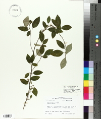 Ilex longipes image