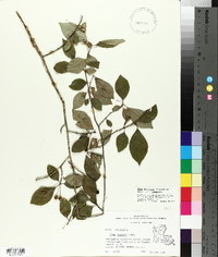 Ilex longipes var. longipes image