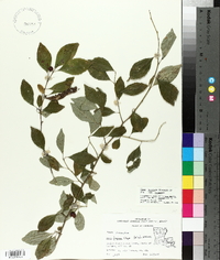 Ilex longipes var. longipes image