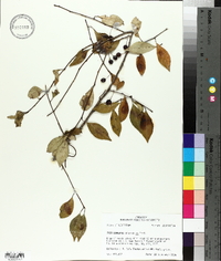 Ilex longipes image