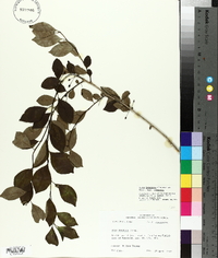 Ilex longipes image