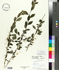 Ilex longipes image