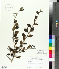 Ilex longipes image