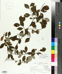 Ilex longipes image