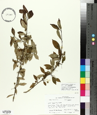 Ilex longipes var. longipes image