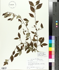 Ilex longipes image