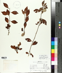 Ilex longipes var. longipes image